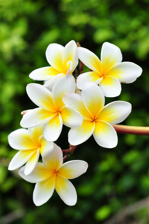 Frangipani wallpapers, Earth, HQ Frangipani pictures | 4K Wallpapers 2019