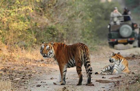 Jim Corbett Safari Booking - Jim Corbett National Park