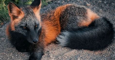 Rare melanistic fox spotted in the wild