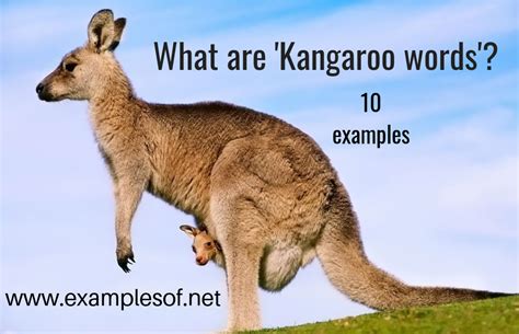 10 Examples of Kangaroo words | Easy English Lessons