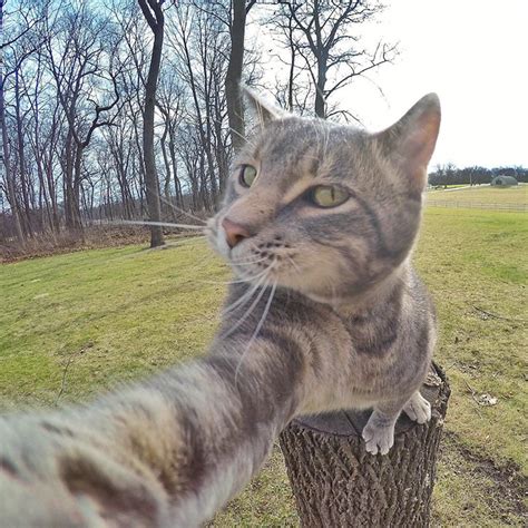 This Selfie Taking Cat Takes Better Selfies Than You | Bored Panda