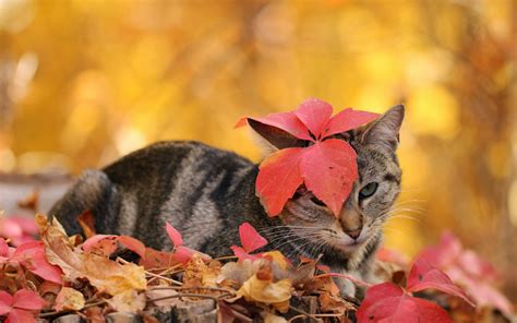 Foto kat tussen de herfstbladeren - Achtergronden