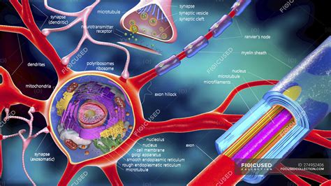 3d illustration of neuron anatomy and stricture with descriptions. — education, bulbs - Stock ...