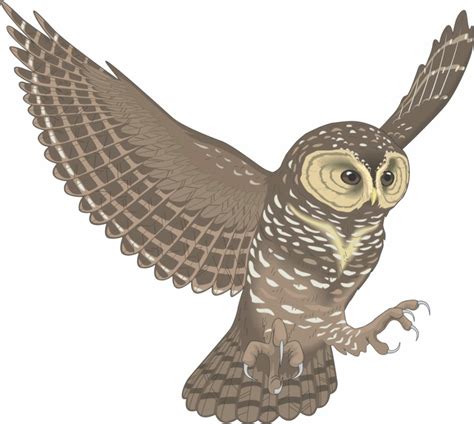 Download High Quality owl clipart flying Transparent PNG Images - Art Prim clip arts 2019