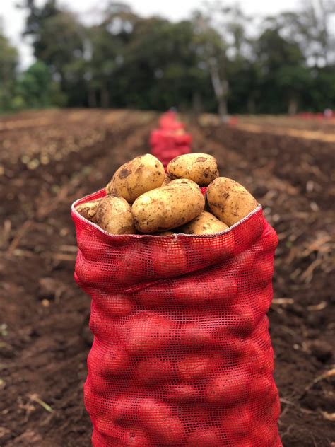 Tapping into the seed Potato markets of Africa - NABC