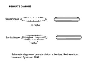 Bacillariophyta Structure - Kingdom Protista