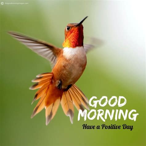 50+ Best Good Morning Birds Images To Wish Anyone [2020]