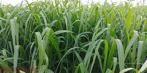 PANICUM MAXIMUM-cv.MOMBASA | Products | , | Global Tropical Seeds Cc