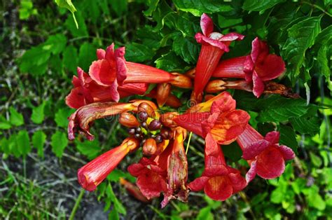 Red Tecoma Flowers Branch in Garden Stock Photo - Image of ground, beautiful: 159634200