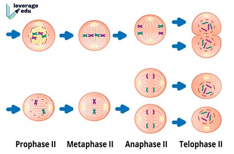 Stages Of Meiosis 2