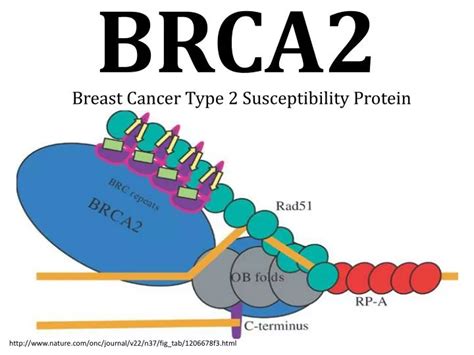 PPT - BRCA2 PowerPoint Presentation, free download - ID:1466624