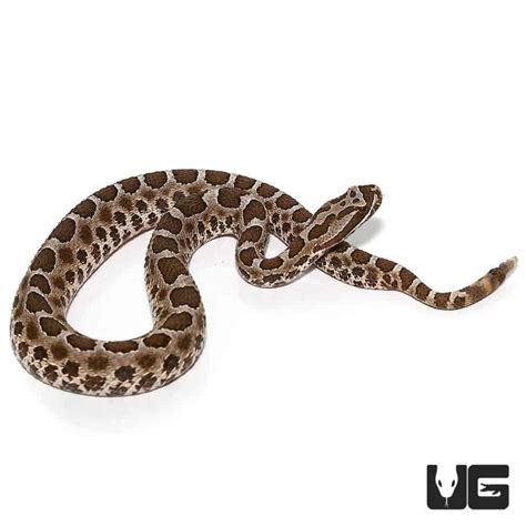 Baby Western Massasauga Rattlesnake for sale - Underground Reptiles