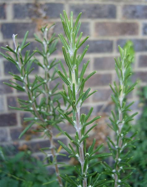 Tips For Growing Rosemary Herb Plants