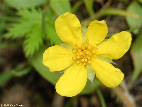 Potentilla anserina (Silverweed Cinquefoil): Minnesota Wildflowers