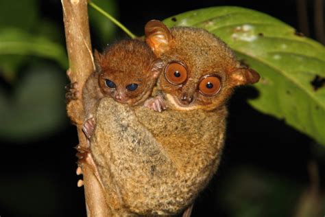 Tarsier baby born in conservation centre in the Philippines celebrates ...