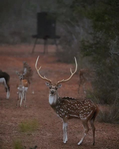 Axis Deer Hunts in Texas | Axis Hunts South Texas