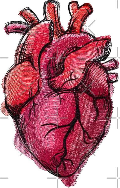 "Realistic Heart Drawing" Stickers by decentart | Redbubble