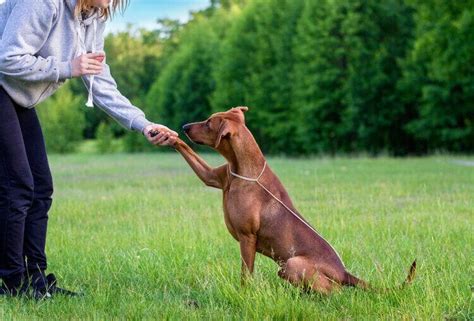 Rhodesian Ridgeback Aggression: Debunking Myths!