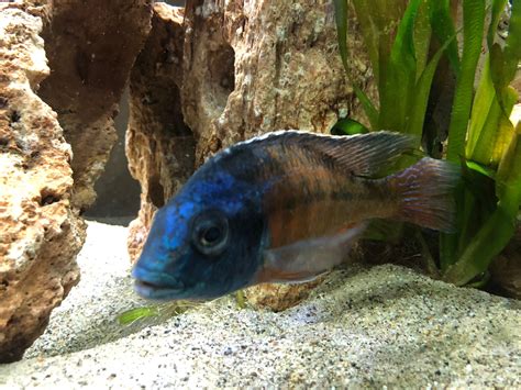 Super Red Empress Peacock in my 125 gallon Cichlid Aquarium. | Cichlid aquarium, Cichlids ...