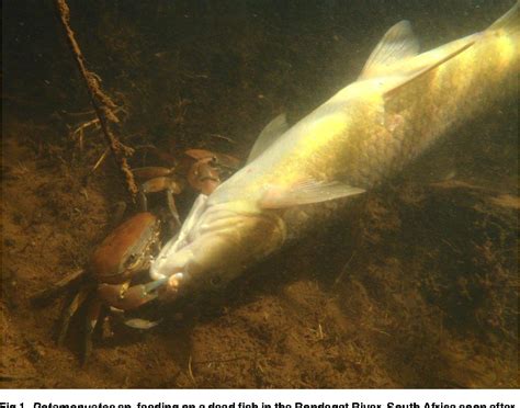 Figure 1 from An Assessment of the Effect of Rotenone on Selected Non-Target Aquatic Fauna ...