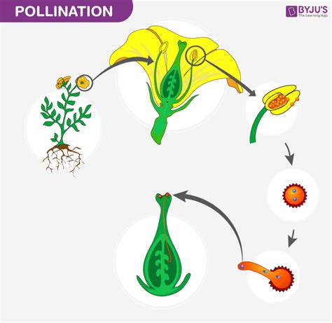 Parts Of Flower Pollination And Fertilization Worksheet Answers | Best Flower Site