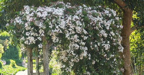 How to Plant and Grow Jasmine | Gardener’s Path