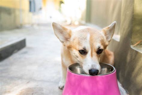 Pembroke Welsh Corgi Feeding Guide - Pet Heral For Pet Lovers