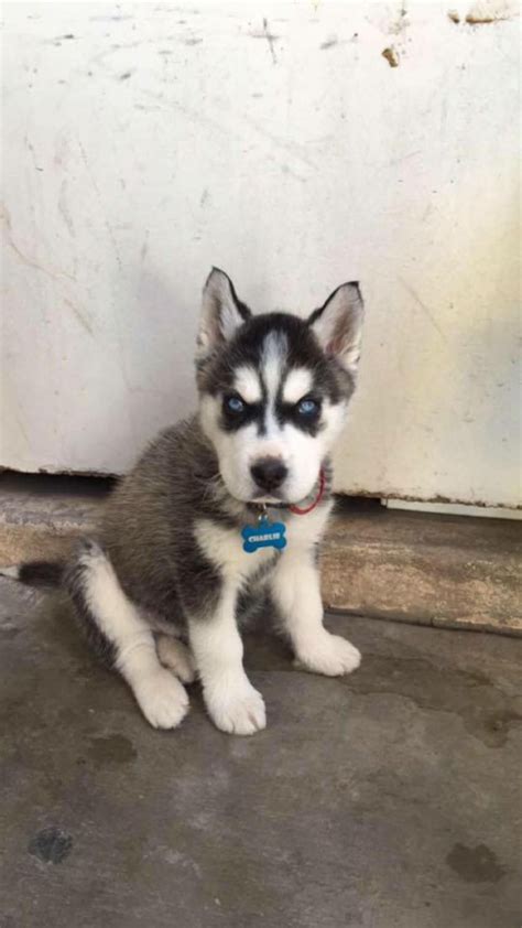 Puppies, Husky, Siberian husky puppies