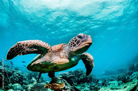 Green sea turtle swimming among colorful coral reef in beautiful clear ...