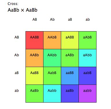 Biology- Chinook Academy (Kemper): Punnett Square Calculator & other ...