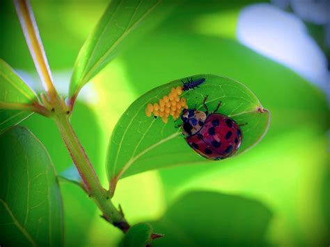 What Is a Ladybug’s Life Cycle and Why Do They Return Each Spring