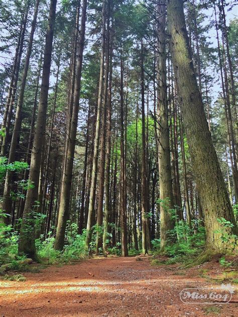 Guided Nature Walks Around Metro Vancouver » Vancouver Blog Miss604