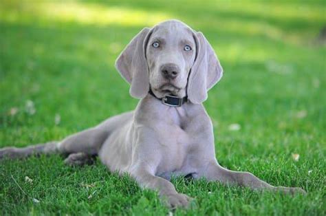 Weimaraner Blue Eyes