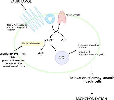 Salbutamol or aminophylline for acute severe asthma: how to choose which one, when and why ...