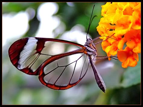 Glasswing butterfly - Butterflies Photo (15079626) - Fanpop