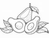 Avocados Coloring Page  Free Printable Pages For Kids sketch template