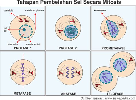 Tahapan Pembelahan Sel Secara Mitosis | Siswapedia