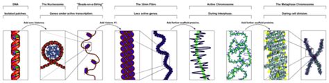 Chromatin vs Chromosome - Difference and Comparison | Diffen