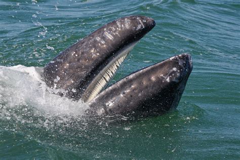 Whale Watching at the Oregon Coast - Overleaf Lodge & Spa