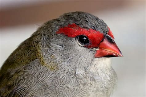 Red-browed Finch [Vik 3/5] Large