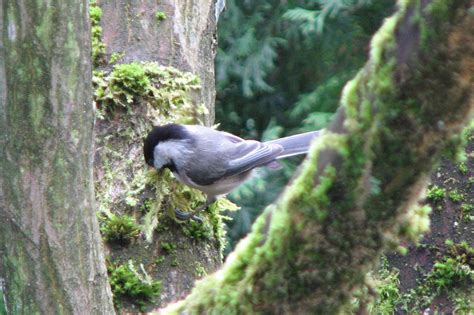 Andy Frank: Black-capped Chickadee collecting nesting material