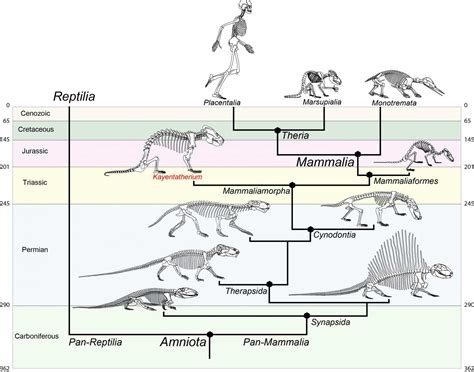 Curso: MZP5022 - Taxonomia e Evolução dos Mamíferos da América do Sul ...