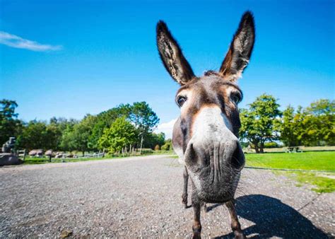 Looking for Donkey Facts? Here are 43 Interesting Facts About Donkeys | Storyteller Travel