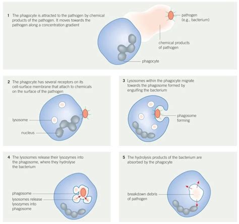 5.2 - Phagocytosis Diagram | Quizlet