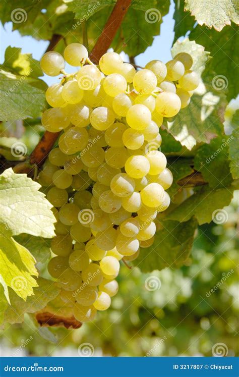 Chardonnay Grapes stock image. Image of farmer, vineyard - 3217807