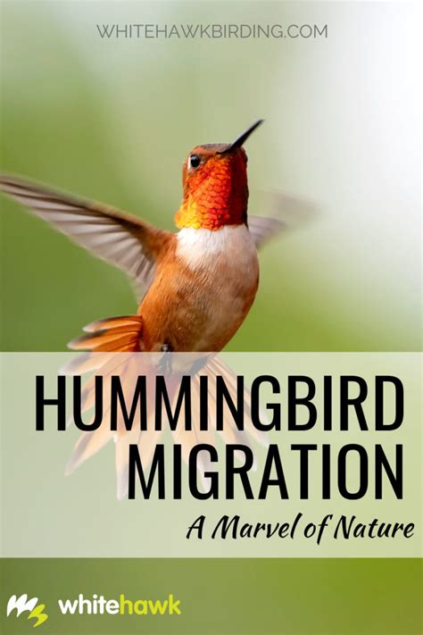 Hummingbird Migration: A Marvel of Nature | Whitehawk Birding Blog