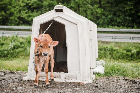 What Is Veal Meat, Where Does It Come From & Why Is It Cruel? - GenV