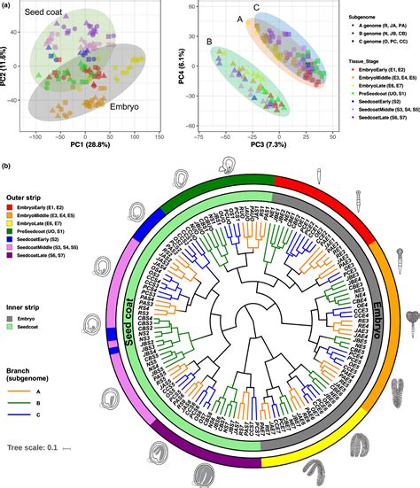 Evolutionary divergence in embryo and seed coat development of U’s ...