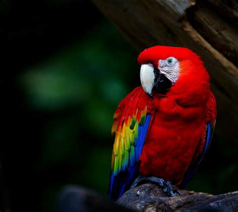 A Living Rainbow, parrot, red, HD wallpaper | Peakpx