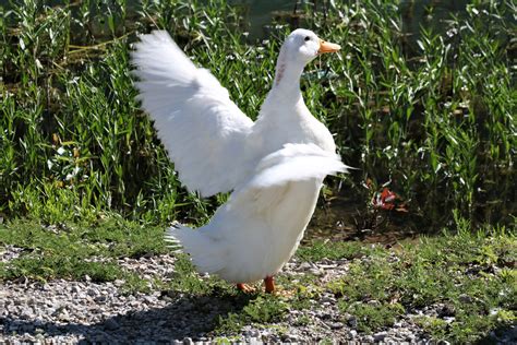 White Duck Stretching It's Wings Free Stock Photo - Public Domain Pictures